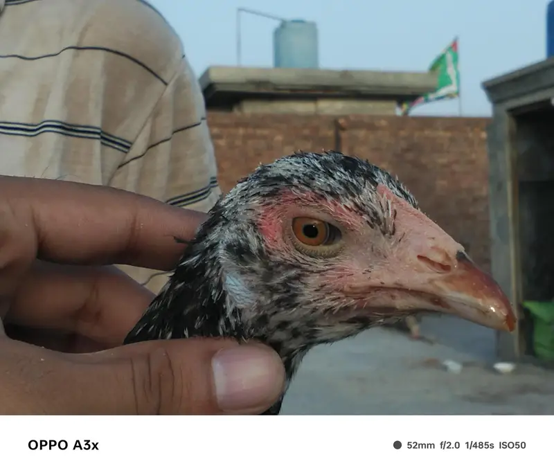 aseel walaiti x Pakistani — photo 10