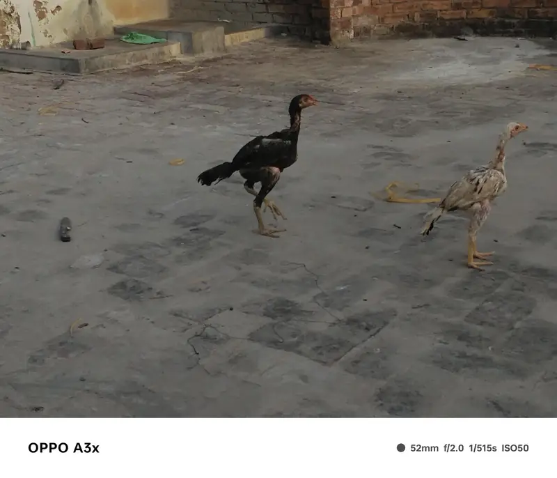 aseel walaiti x Pakistani — photo 11