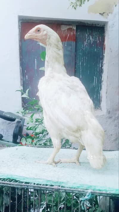 high quality mianwali hera madi