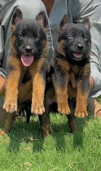 German shepherd dubal cout pair 2 mahnt for sale active