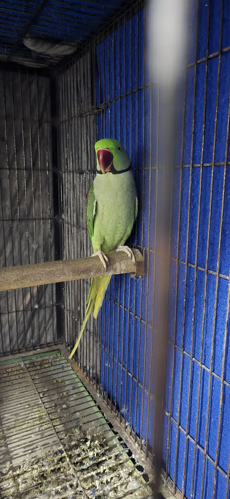 Raw breeder male — photo 2