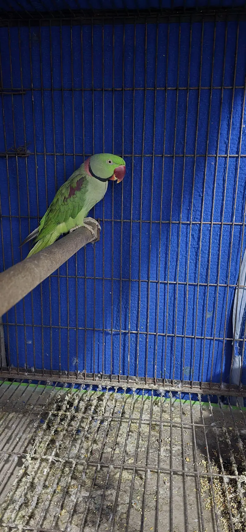 Raw breeder male — photo 3
