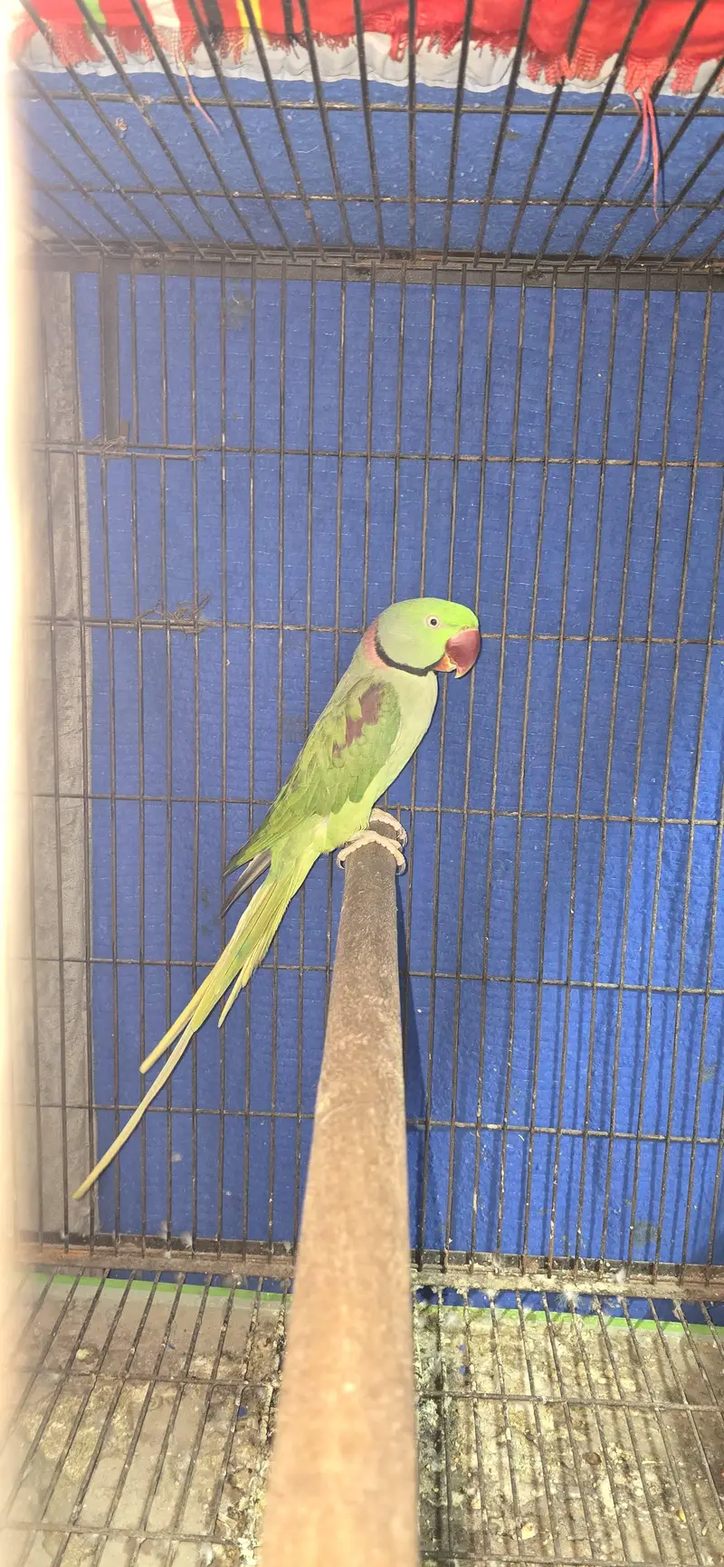 Raw breeder male — photo 4