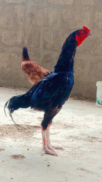 aseel  pair for sale