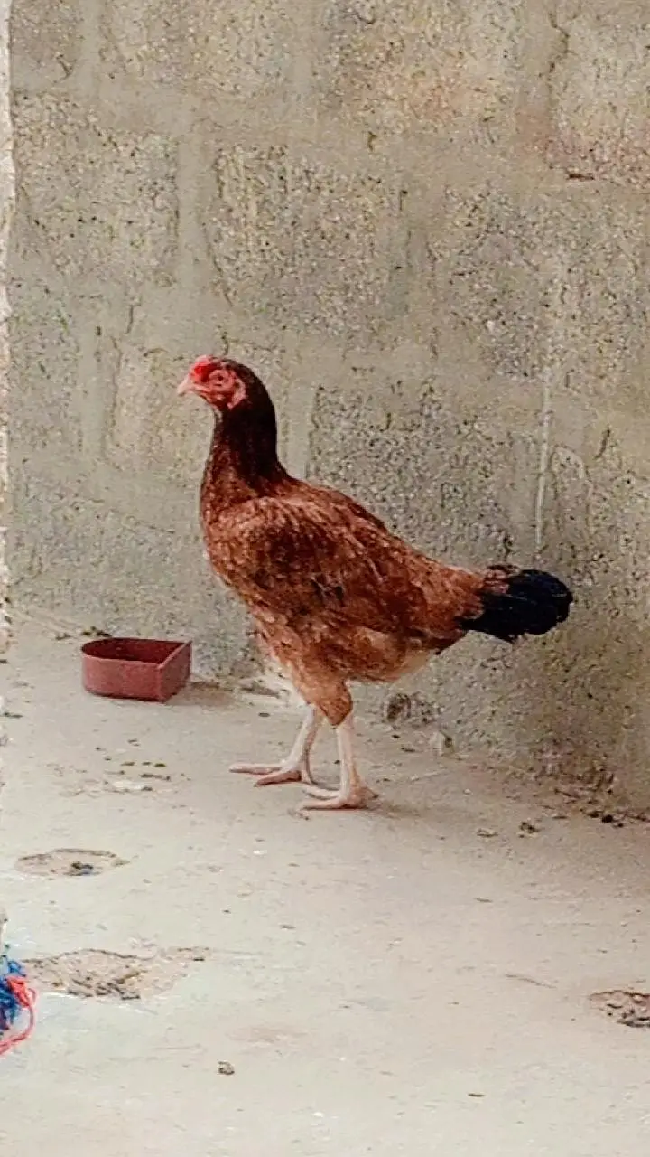 aseel  pair for sale — photo 3