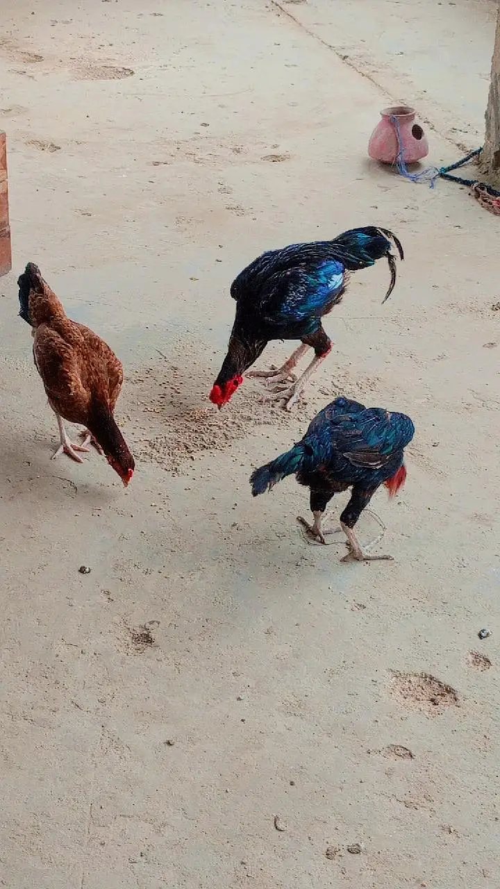 aseel  pair for sale — photo 4