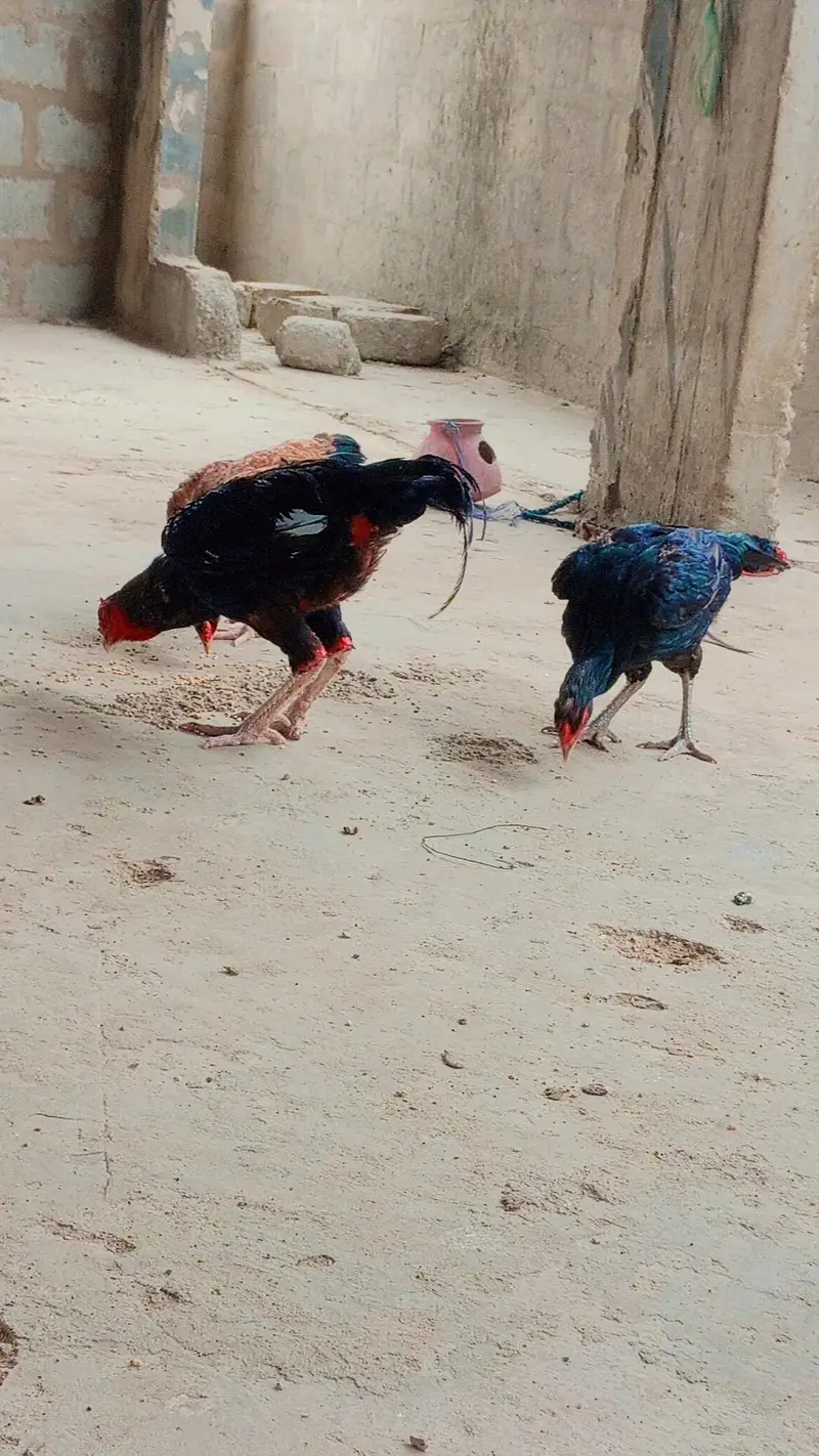 aseel  pair for sale — photo 5