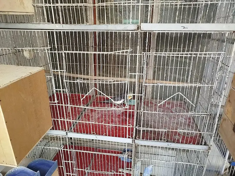 Cage for sale 8 portion — photo 2