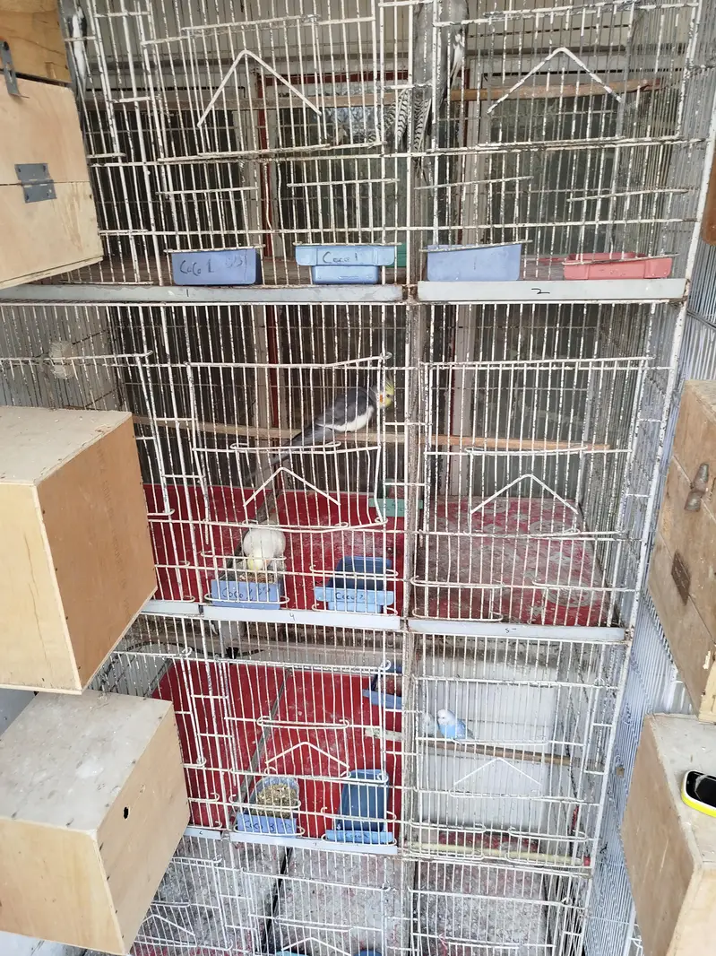 Cage for sale 8 portion — photo 5