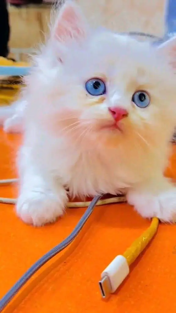Persian kitten for urgent sale triple code WhatsAp o/3/4/o/1/4/3/o/o37 — photo 3