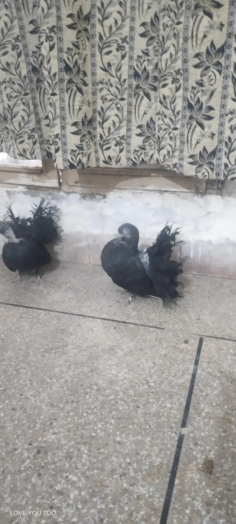 lakkha kabutar Laga lagaya pair by tu male hor — photo 3