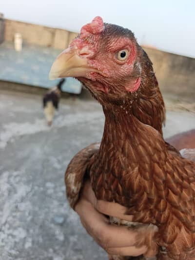double body aseel female