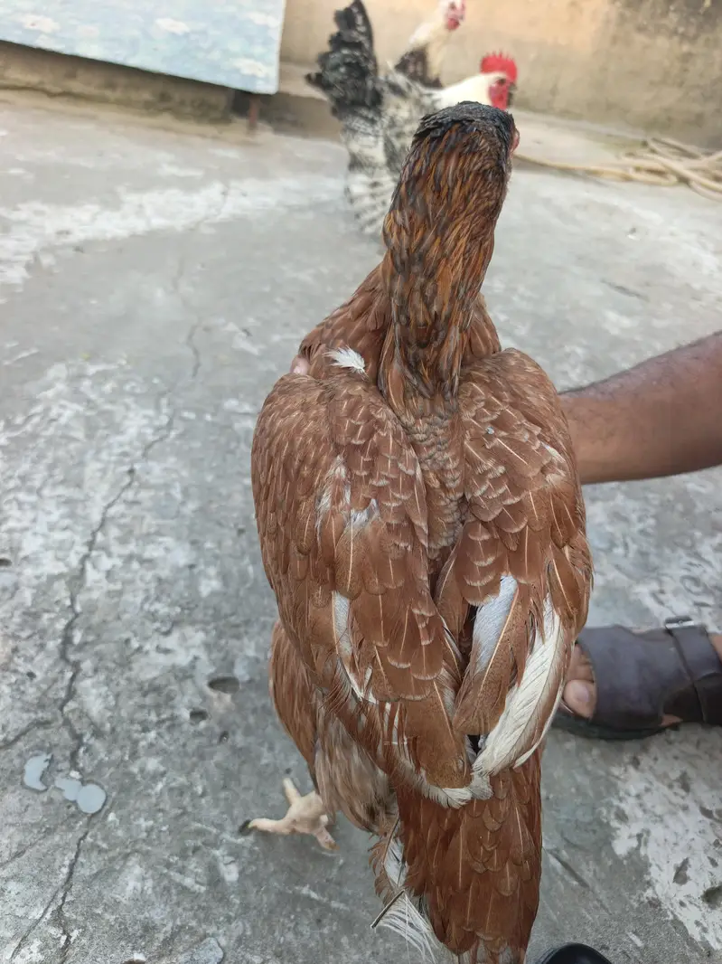 double body aseel female — photo 2