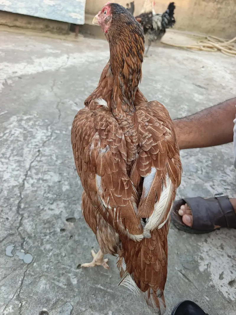 double body aseel female — photo 3