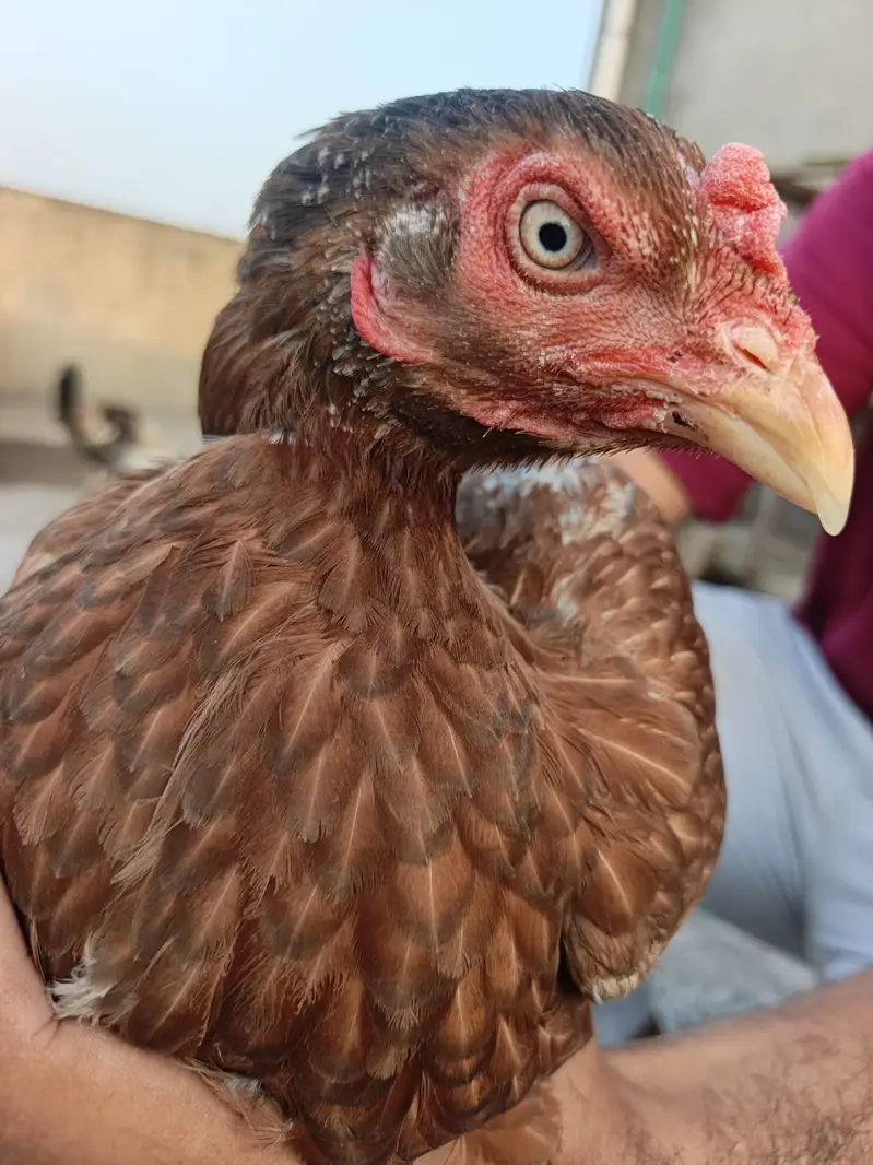 double body aseel female — photo 4