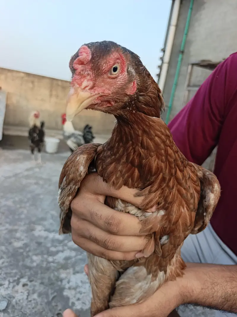 double body aseel female — photo 5