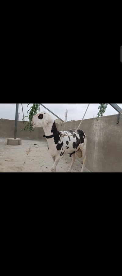 arjent sale gulabi abluck dumba