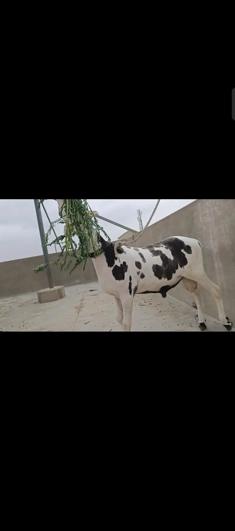 arjent sale gulabi abluck dumba — photo 3
