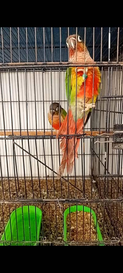 Pineapple Conure, Green Cheek Yellow sided Pairs