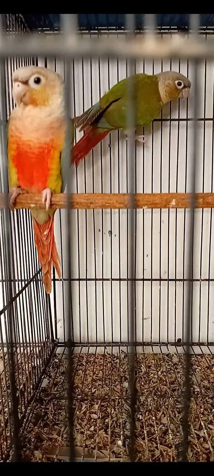Pineapple Conure, Green Cheek Yellow sided Pairs — photo 2