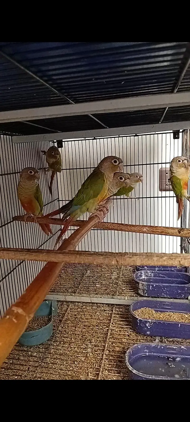 Pineapple Conure, Green Cheek Yellow sided Pairs — photo 3