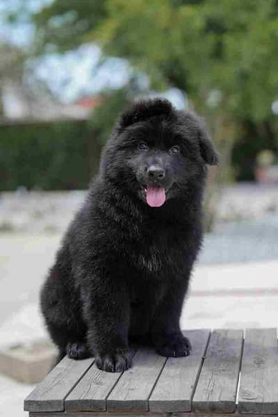 German shepherd pedigree puppies available