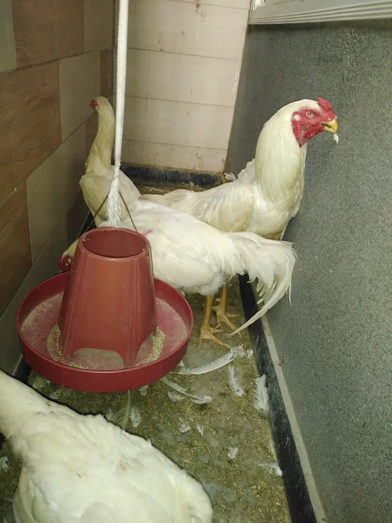 paper white aseel shamo imported blood line — photo 4