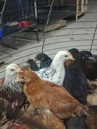 chick's hans