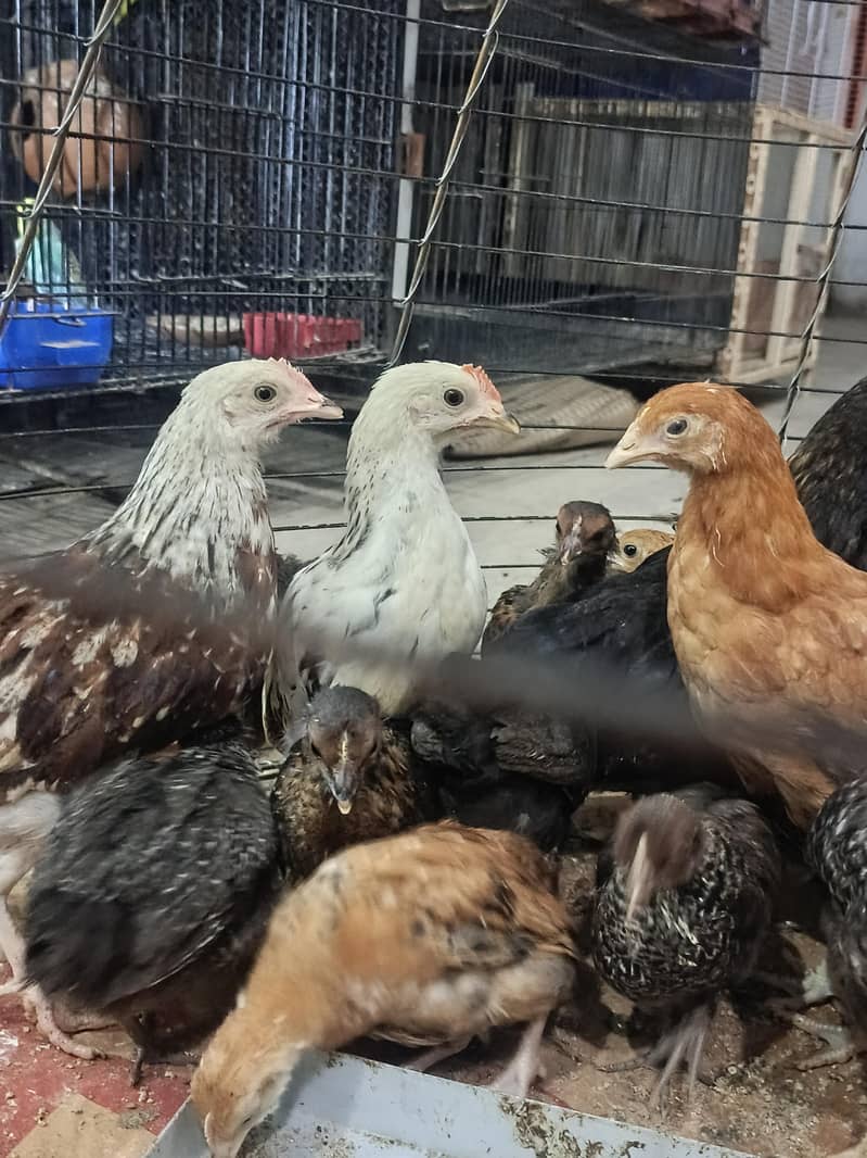 chick's hans 1
