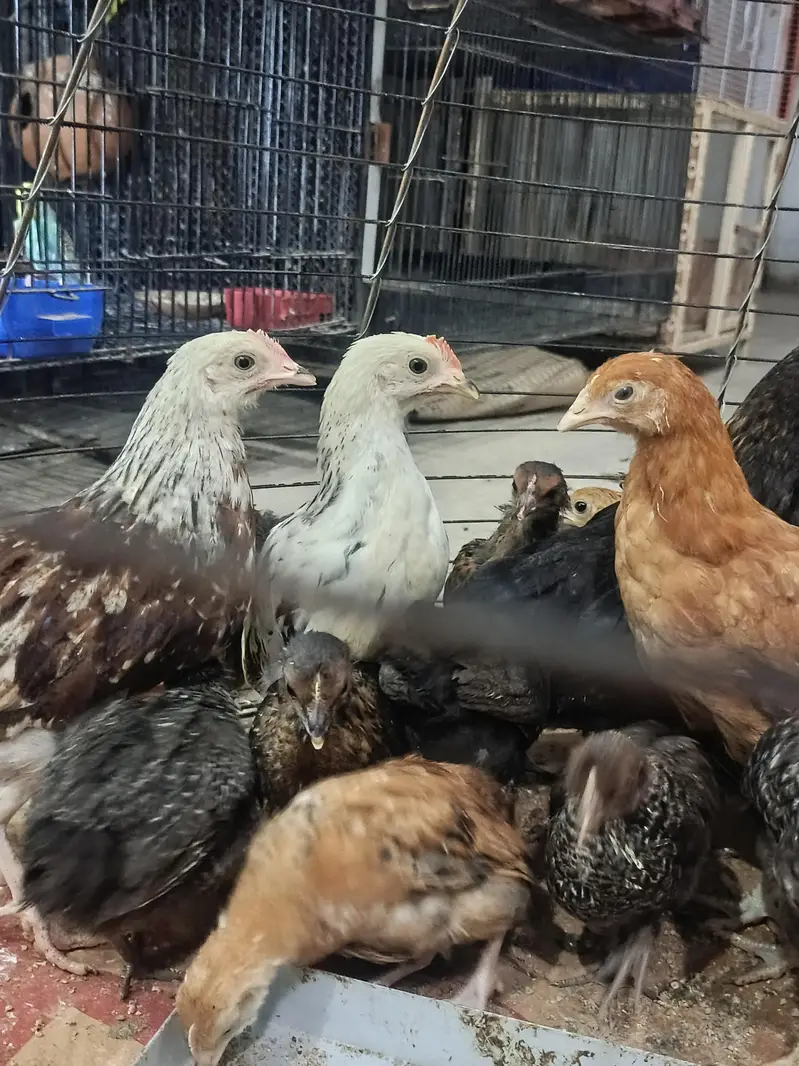 chick's hans — photo 2