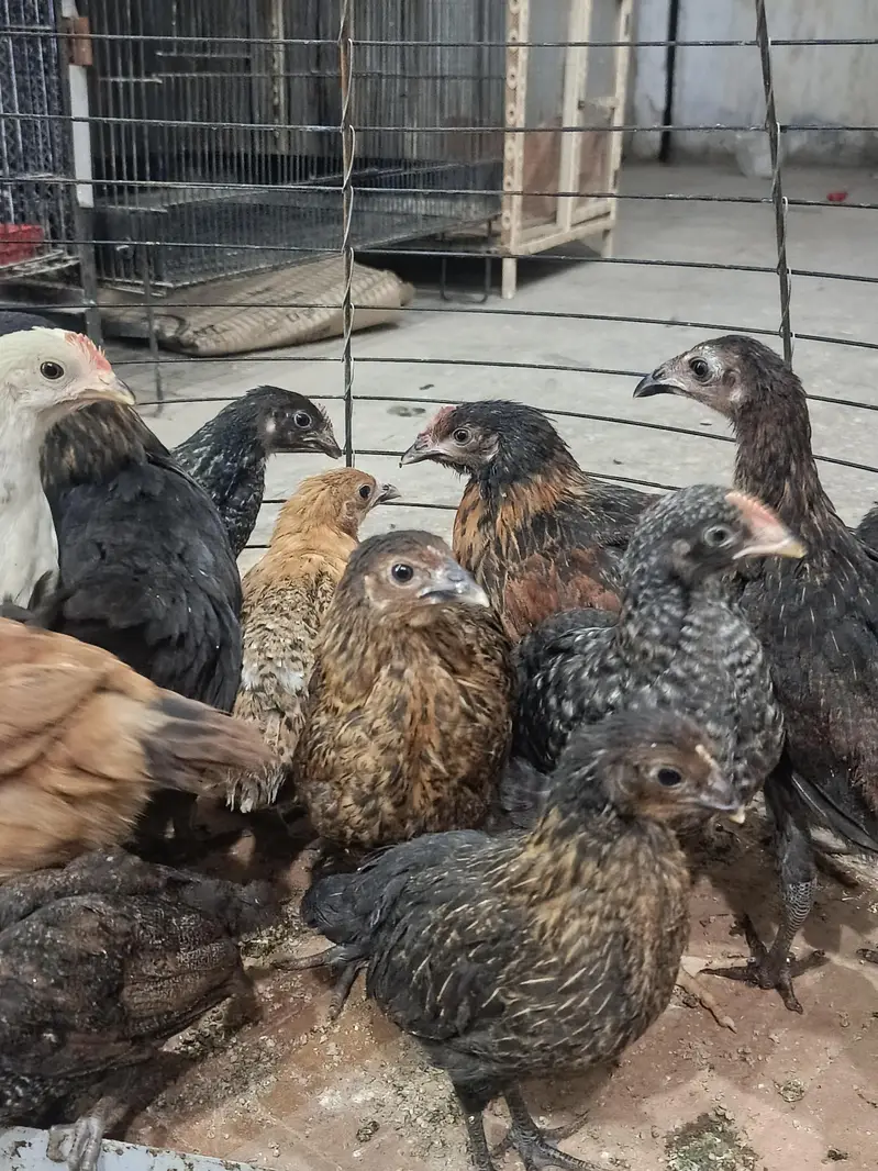 chick's hans — photo 3