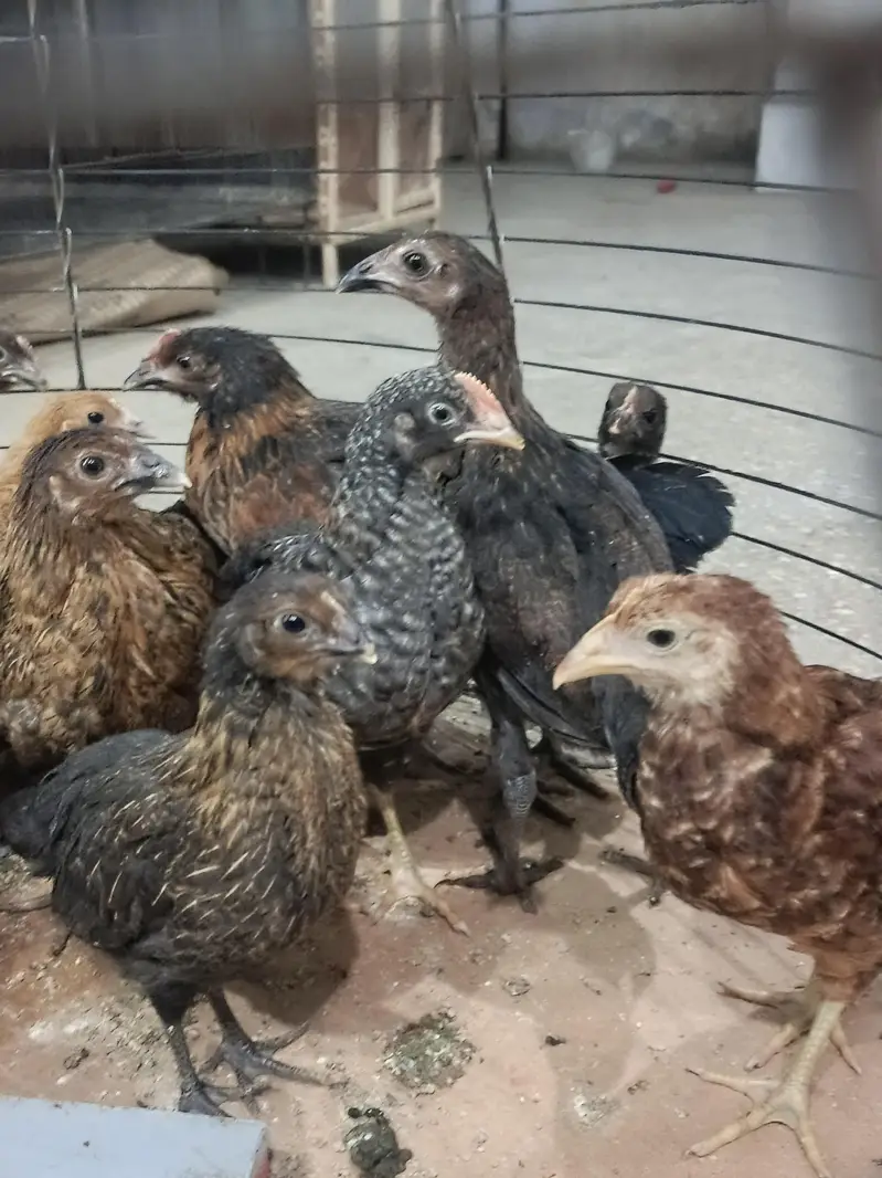 chick's hans — photo 4