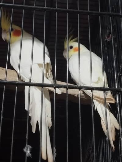 bonding PR hai