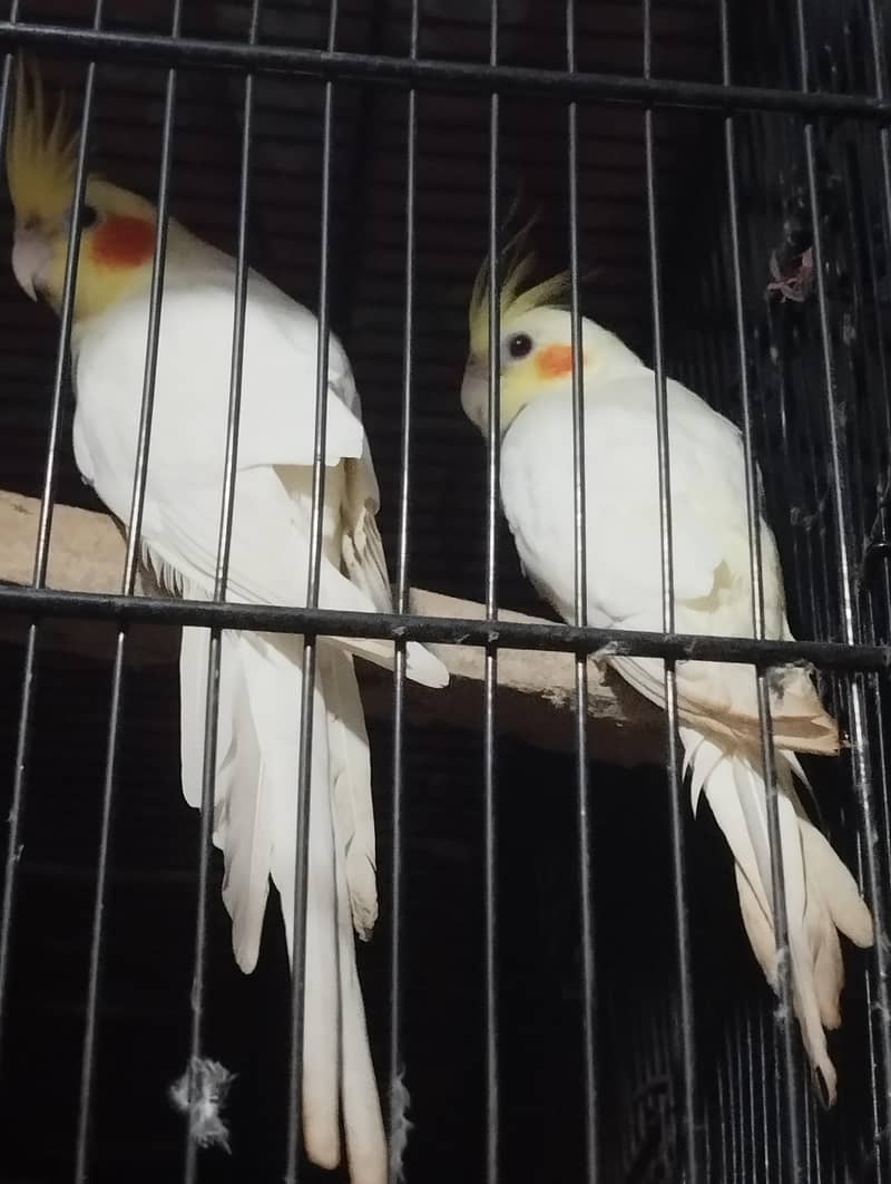 bonding PR hai 0