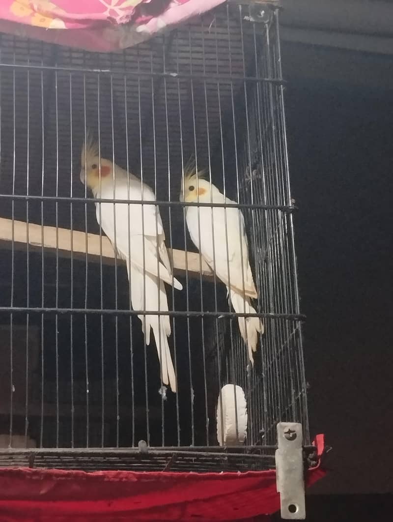 bonding PR hai 1