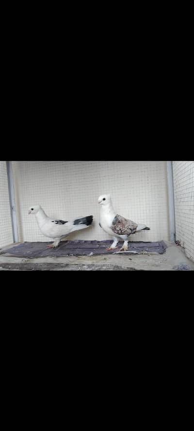 Sentinent pigeon pair for sale Exchange possible