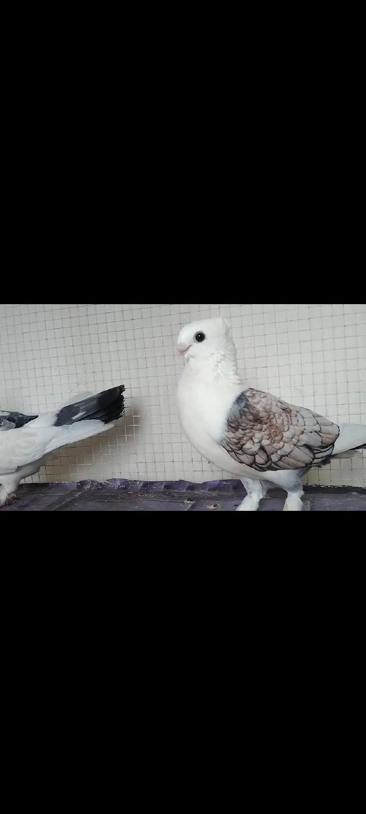 Sentinent pigeon pair for sale Exchange possible — photo 2