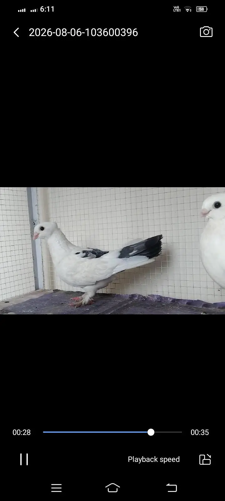 Sentinent pigeon pair for sale Exchange possible — photo 3
