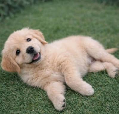Golden Retriever puppy | Dog Puppies For sale
