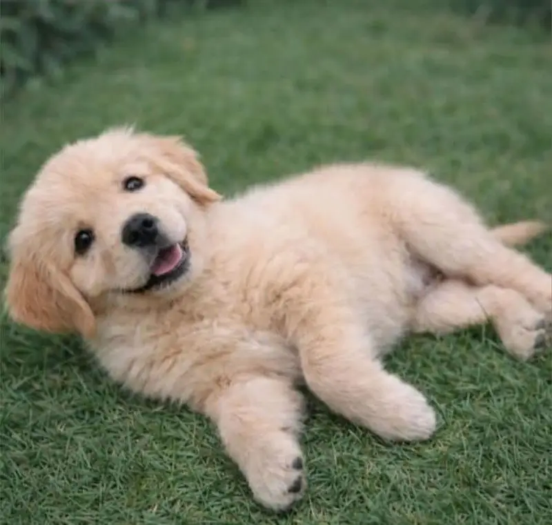 Golden Retriever puppy | Dog Puppies For sale
