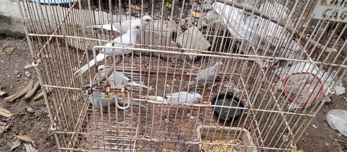 dove breaders pairs