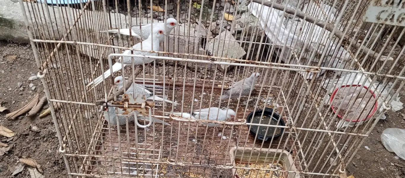 dove breaders pairs