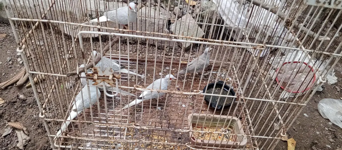 dove breaders pairs — photo 2