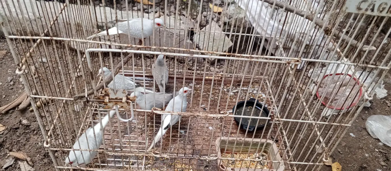 dove breaders pairs — photo 3