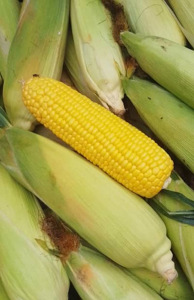  Fresh Sweet Corn – Wholesale & Retail Available