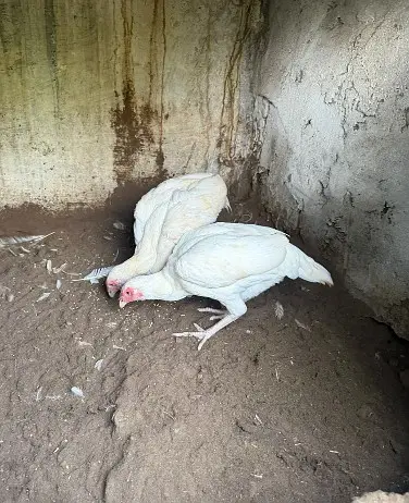 pure white paper Heera aseel |Mianwali Aseel| Aseel breeder _pathy — photo 3