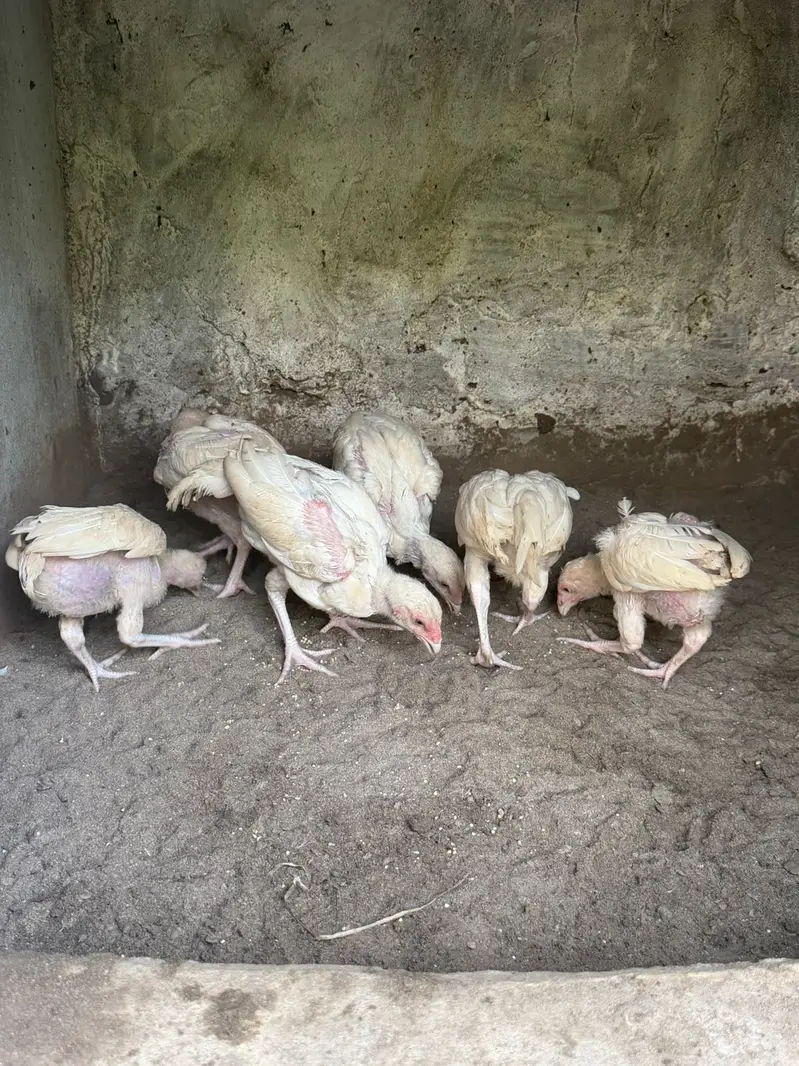 pure white paper Heera aseel |Mianwali Aseel| Aseel breeder _pathy — photo 4