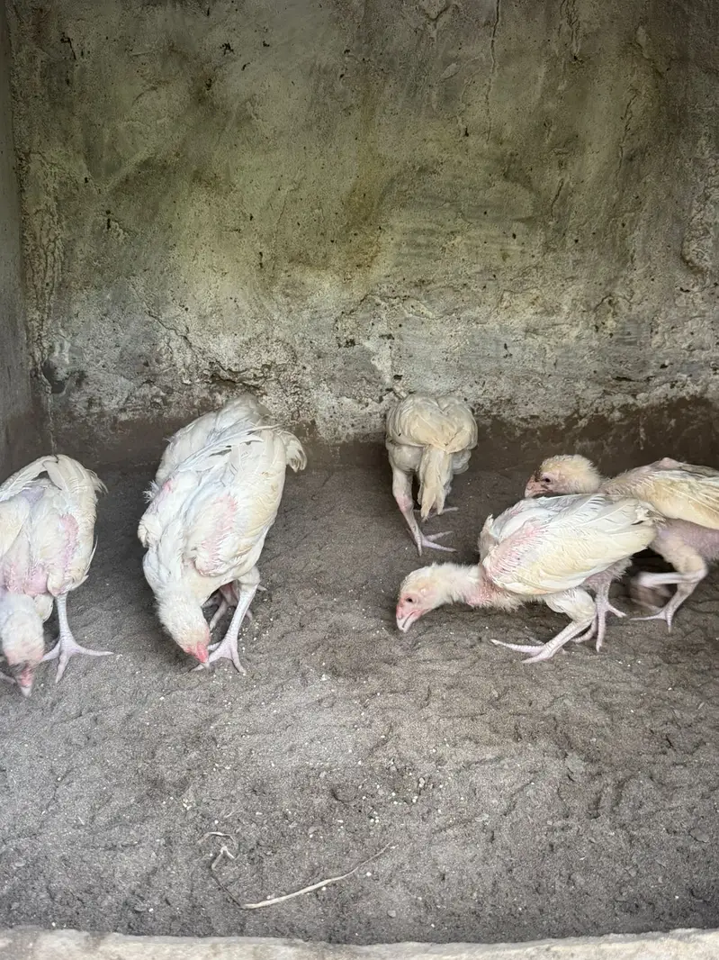 pure white paper Heera aseel |Mianwali Aseel| Aseel breeder _pathy — photo 8