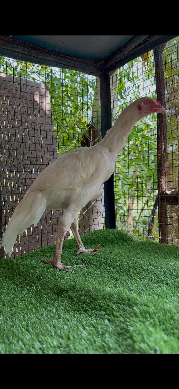 pure white paper Heera aseel |Mianwali Aseel| Aseel breeder _pathy — photo 9