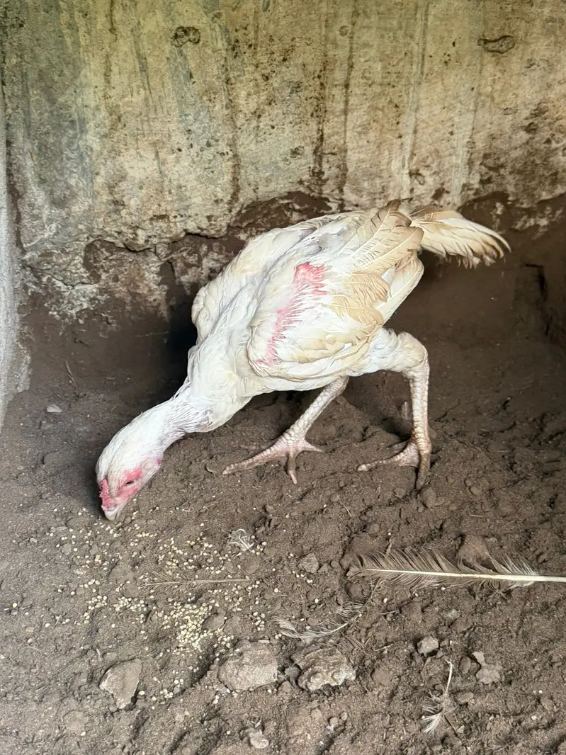 pure white paper Heera aseel |Mianwali Aseel| Aseel breeder _pathy — photo 10